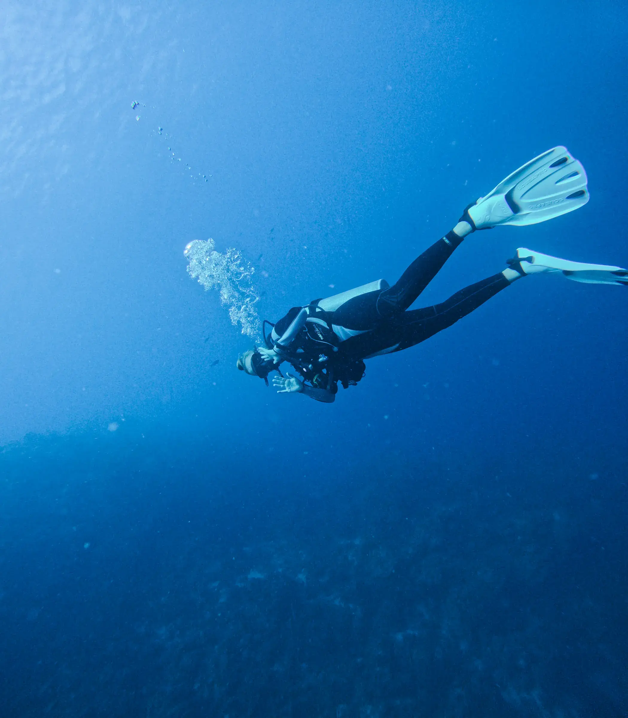 Duiker in helder blauw water bij Curaçao